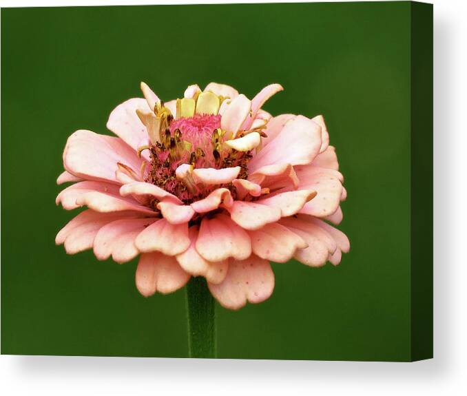 Flower Canvas Print featuring the photograph From Garden to Heart by Azthet Photography