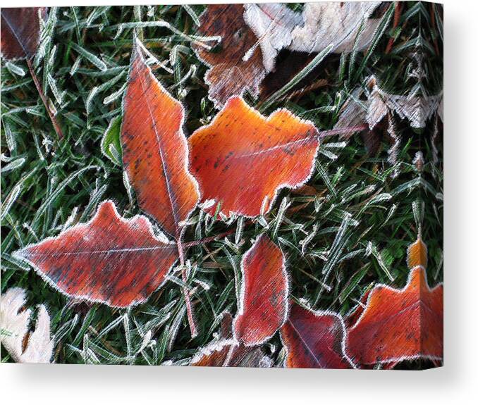 Leaves Fall Leaf Orange Red Nature Digital Art Canvas Print featuring the photograph Frosted Leaves by Shari Jardina