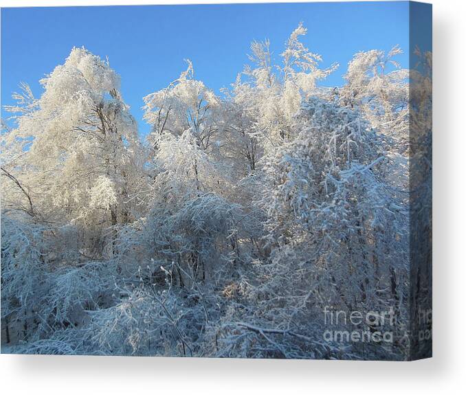 Frosty Canvas Print featuring the photograph Frosty Trees by Rockin Docks Deluxephotos