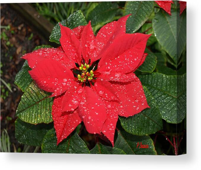 Poinsettia Canvas Print featuring the photograph Frozen Poinsettia by Philip And Robbie Bracco