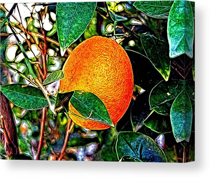 Fruit Canvas Print featuring the photograph Fruit - The Orange by Glenn McCarthy Art and Photography