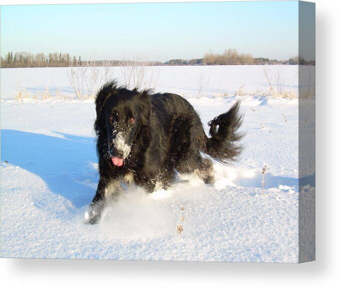 Dog Canvas Print featuring the photograph Fun in the Snow Running by Kent Lorentzen