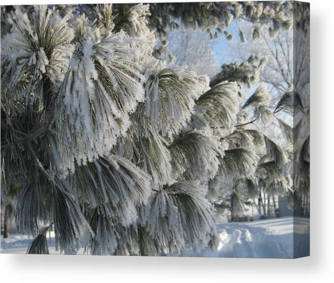 Tree Canvas Print featuring the photograph Furry Fir by Toni Jackson