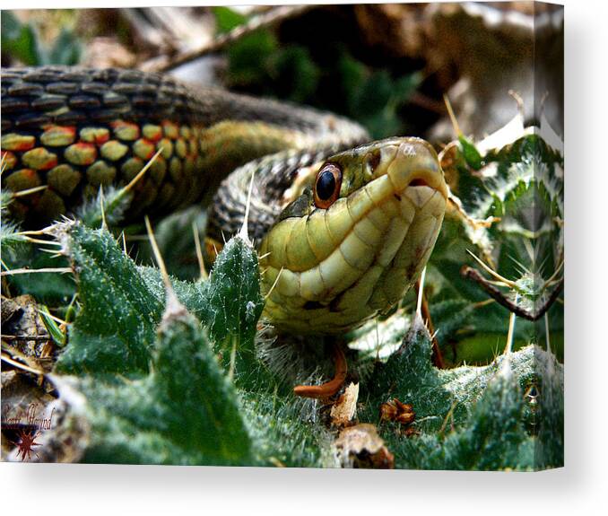 Snake Canvas Print featuring the photograph Garter by Scott Hovind
