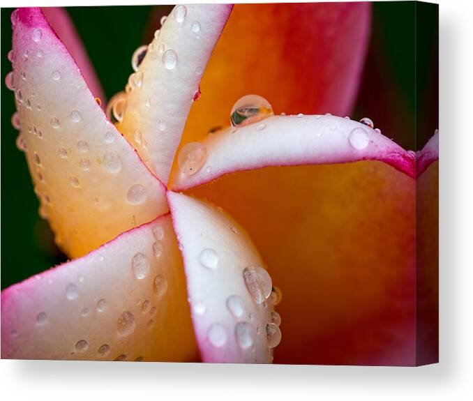 Pattern Canvas Print featuring the photograph Geometric Flower by Brad Boland