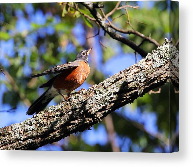 American Robin Canvas Print featuring the photograph Get Down and Boogie by Jennifer Robin