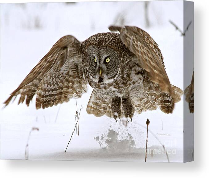 Great Grey Owl Canvas Print featuring the photograph Get out of my way by Heather King