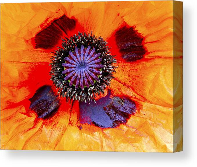 Poppy Canvas Print featuring the photograph Giant Poppy by Neil Pankler