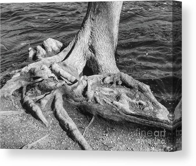 Tree Canvas Print featuring the photograph Gnarly Roots Tree by Phil Perkins