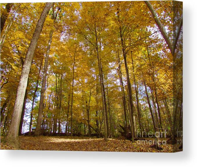 Yellow Canvas Print featuring the photograph Golden Canopy by Pamela Clements