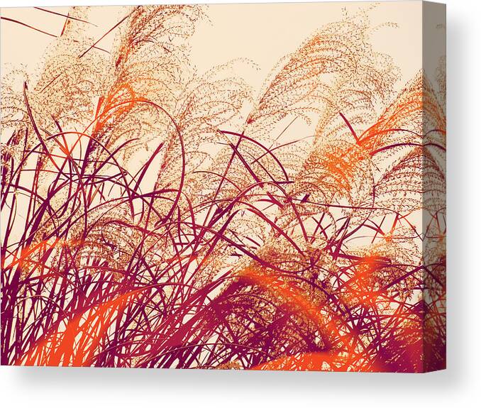 Abstract Pampas Canvas Print featuring the photograph Abstract Pampas by Stacie Siemsen