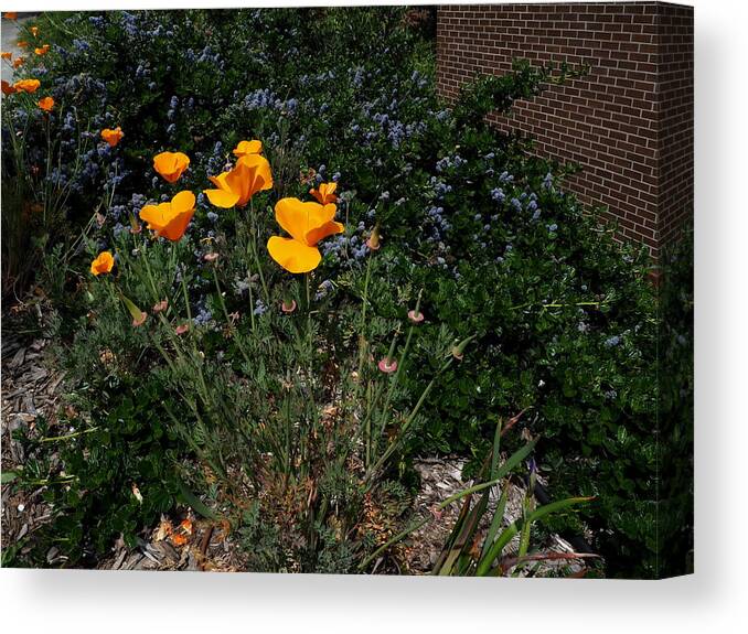 Botanical Canvas Print featuring the photograph Golden Poppy Path by Richard Thomas