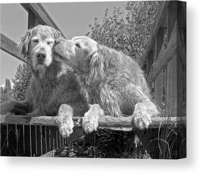 Golden Retriever Canvas Print featuring the photograph Golden Retrievers the Kiss Black and White by Jennie Marie Schell