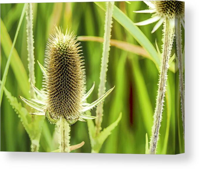 Thistles Canvas Print featuring the photograph Golden Thistles by Lorraine Baum