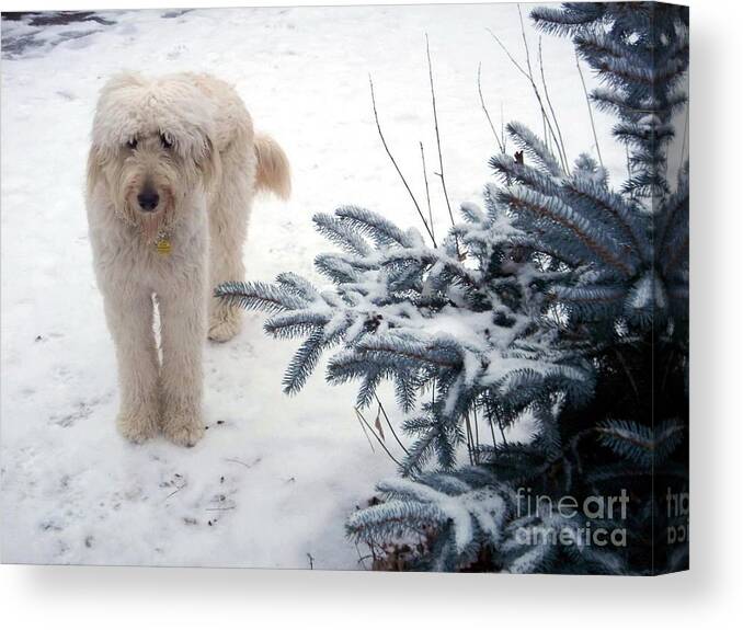 Dog Canvas Print featuring the photograph Goldendoodle by Andrea Kollo