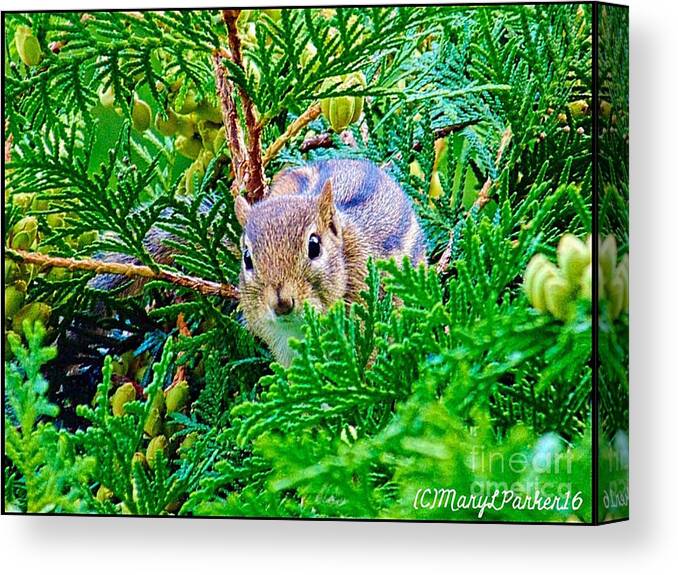 Photograph Canvas Print featuring the photograph Good Morning by MaryLee Parker