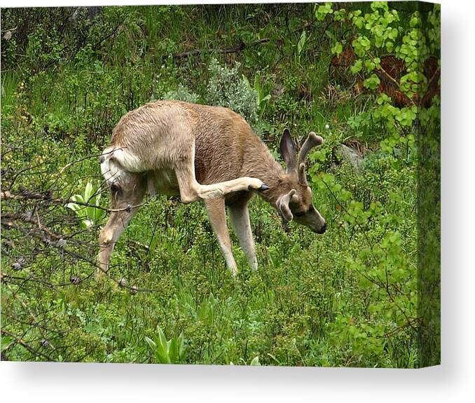 Deer Canvas Print featuring the photograph Gotta Itch by DeeLon Merritt