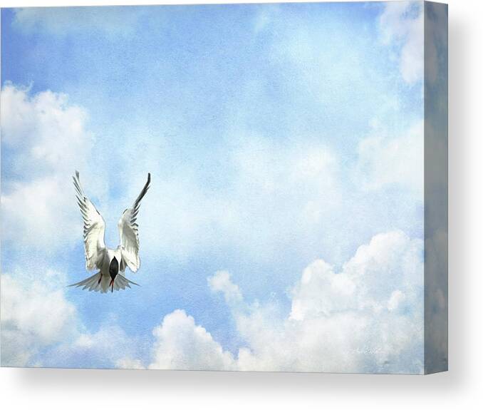 Tern Canvas Print featuring the photograph Grace in Flight - The Tern by Andrea Kollo