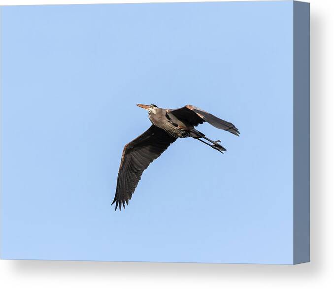 Great Blue Heron Canvas Print featuring the photograph Great Blue Heron 2017-5 by Thomas Young