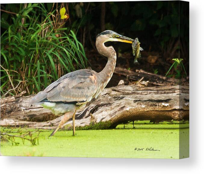 Great Blue Heron Canvas Print featuring the photograph Great Blue Heron Catch by Ed Peterson
