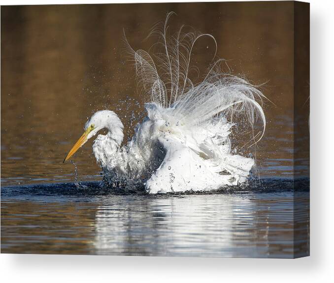 Great Canvas Print featuring the photograph Great Egret Bathing 1056-010518-1cr by Tam Ryan