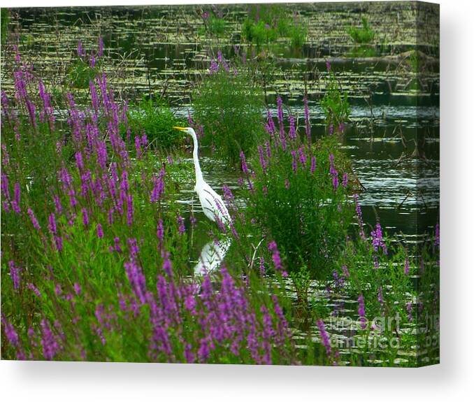 Great Canvas Print featuring the photograph Great Egret - Purple by Donald C Morgan