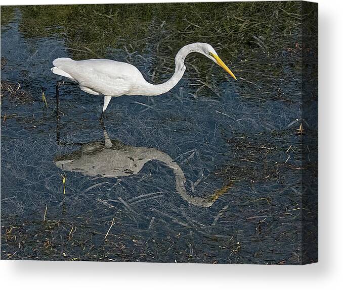 Bird Canvas Print featuring the photograph Great Egret Reflection by Bob Slitzan