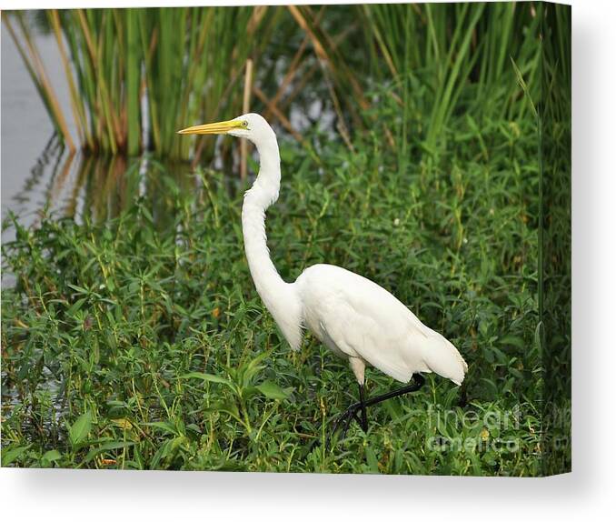 Great Egret Canvas Print featuring the photograph Great Egret Walking by Al Powell Photography USA