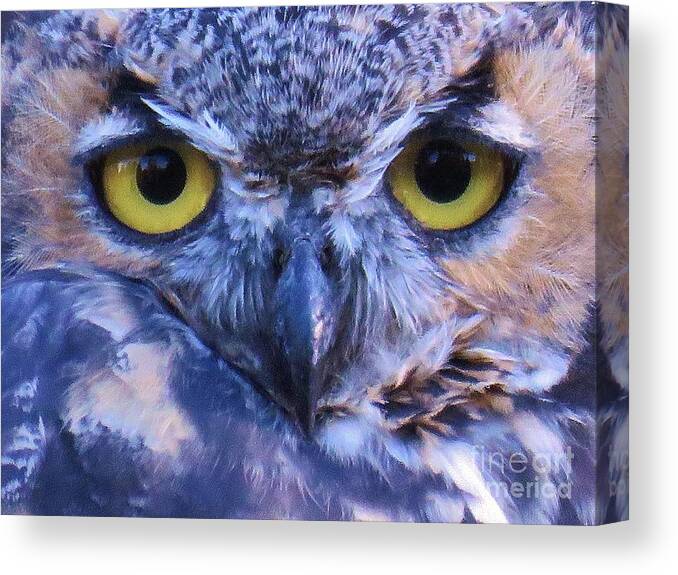 Great Horned Owl Canvas Print featuring the photograph Great Horned Owl Macro by Michele Penner