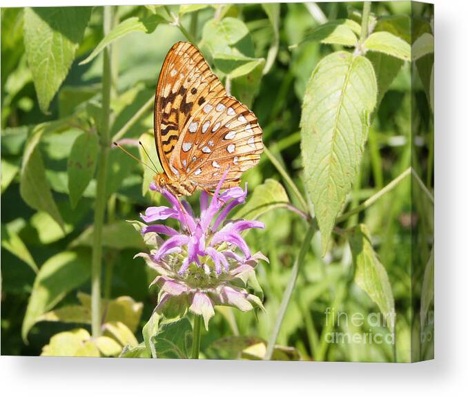 Butterly Canvas Print featuring the photograph Great Spangled Fritillary on Bee Balm Flower by Robert E Alter Reflections of Infinity