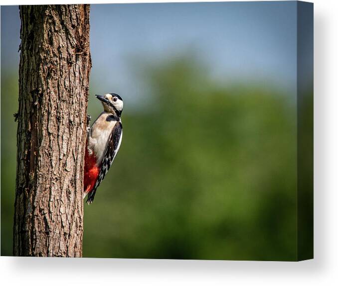 Bird Canvas Print featuring the photograph Great Spotted Woodpecker by Framing Places