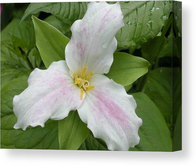 Trillium Canvas Print featuring the photograph Great White Trillium by Nelson Strong
