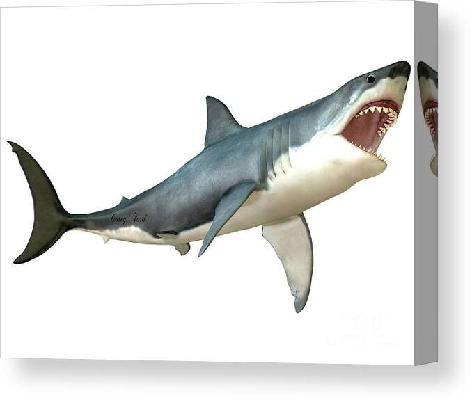 Great White Shark Canvas Print featuring the painting Great White Shark Attack by Corey Ford