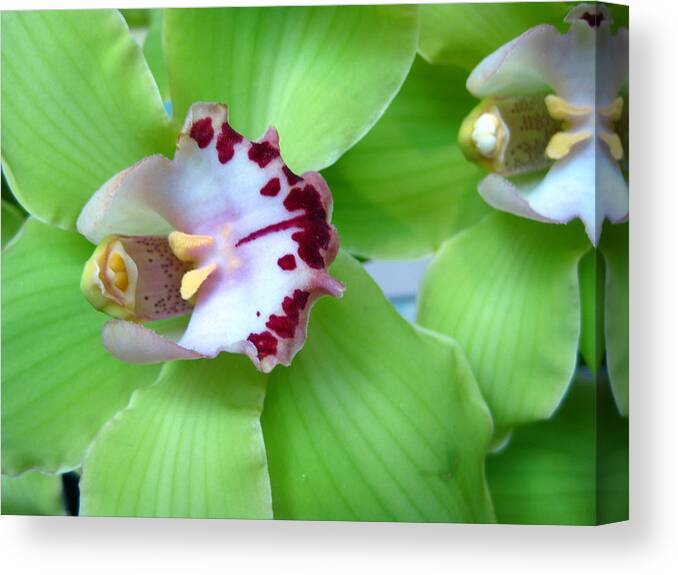 Green Orchid Canvas Print featuring the photograph Green Cymbidium Orchids by Hermes Fine Art