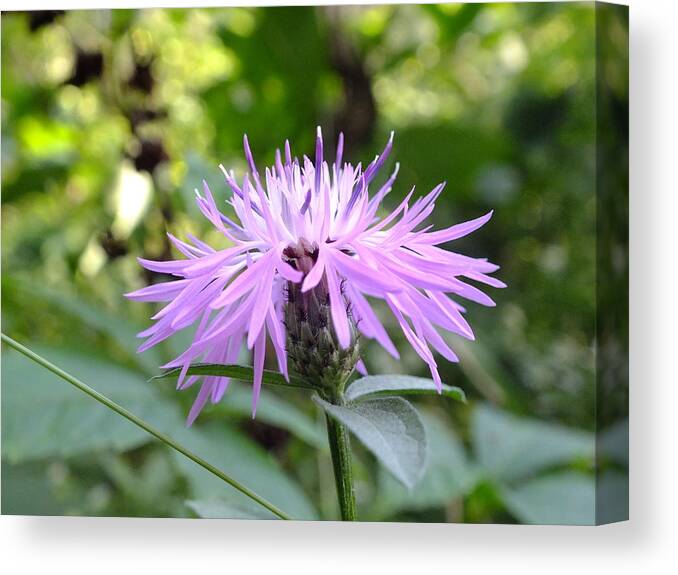 Nature Canvas Print featuring the photograph Greet the Day by Peggy King