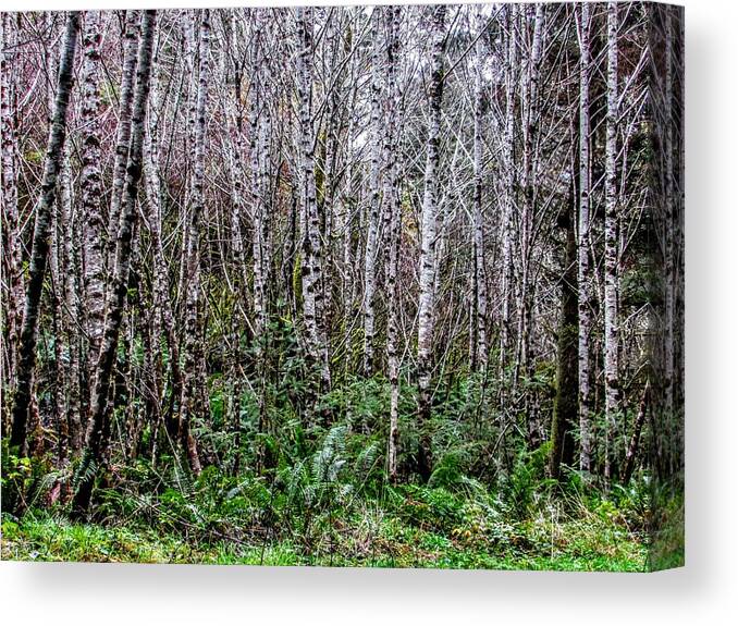 Forest Canvas Print featuring the photograph Grey Dreams by Marilyn Diaz