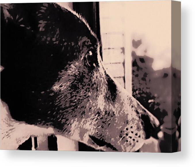 Grey Gatsby Canvas Print featuring the photograph Grey Gatsby by Susan Maxwell Schmidt