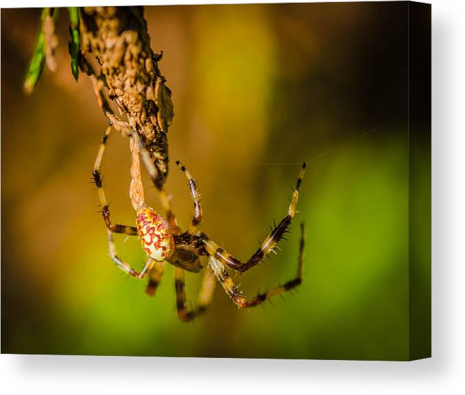 Spider Canvas Print featuring the photograph Hanging on a Thread by Bruce Pritchett