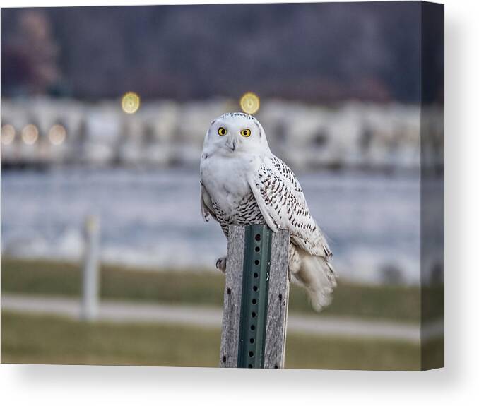 Snowy Owl Canvas Print featuring the photograph Happy Accident by Kristine Hinrichs