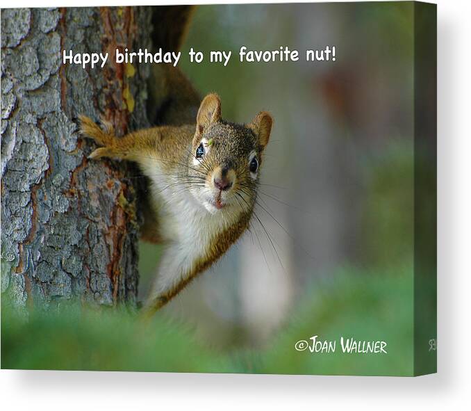 Little Red Squirrel Canvas Print featuring the photograph Happy birthday to my favorite nut by Joan Wallner