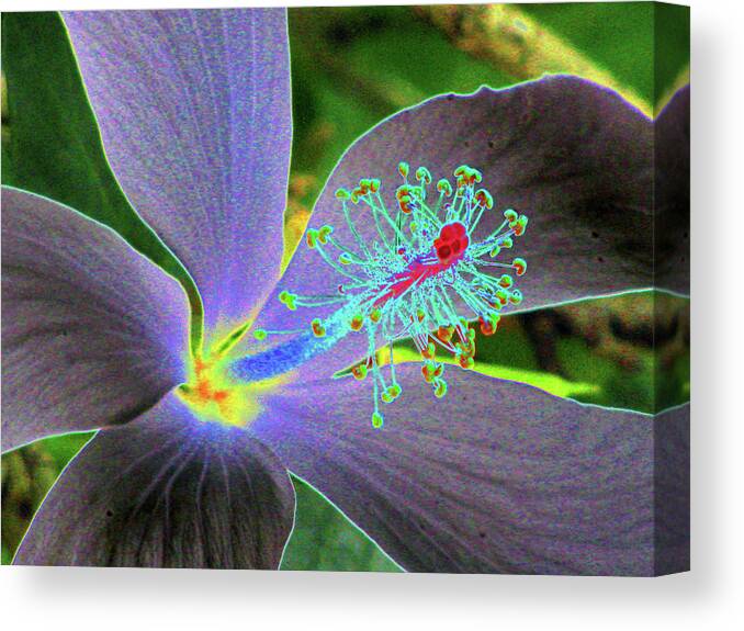 Hibiscus Canvas Print featuring the photograph Hawaiian Dreams - PhotoPower 3409 by Pamela Critchlow