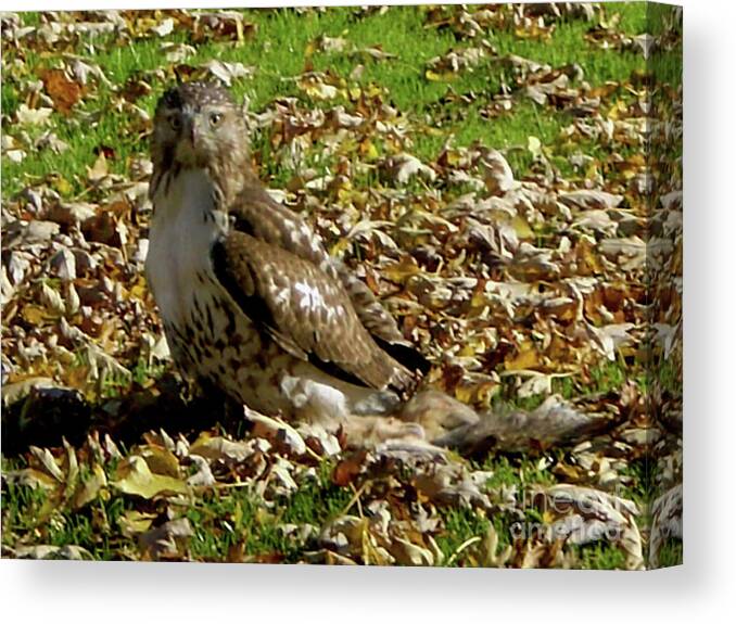 Hawk Falling Leaves Canvas Print featuring the photograph Hawk Falling Leaves by Rockin Docks Deluxephotos