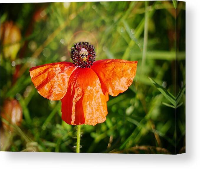 Richard Reeve Canvas Print featuring the photograph Heavenly Poppy by Richard Reeve