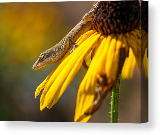 Anole Canvas Print featuring the photograph Hello There by Brad Boland