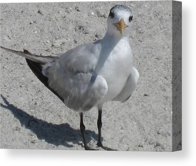 Seagull Canvas Print featuring the photograph Hello There by Brenda Berdnik