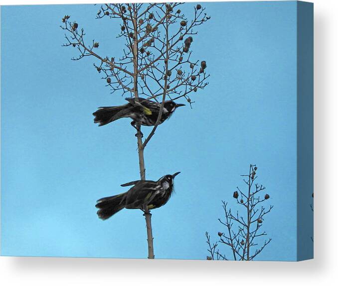 Birds Canvas Print featuring the photograph Henry And Henrietta by Mark Blauhoefer