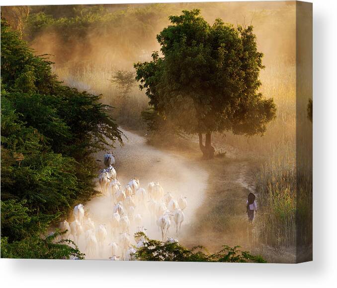 Landscape Canvas Print featuring the photograph herd and farmer going home in the evening, Bagan Myanmar by Pradeep Raja Prints