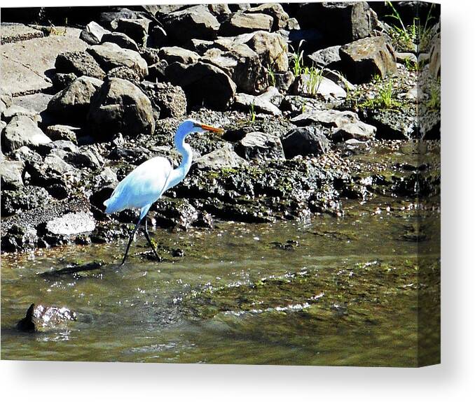 Birds Canvas Print featuring the photograph Heron 4 by Ron Kandt