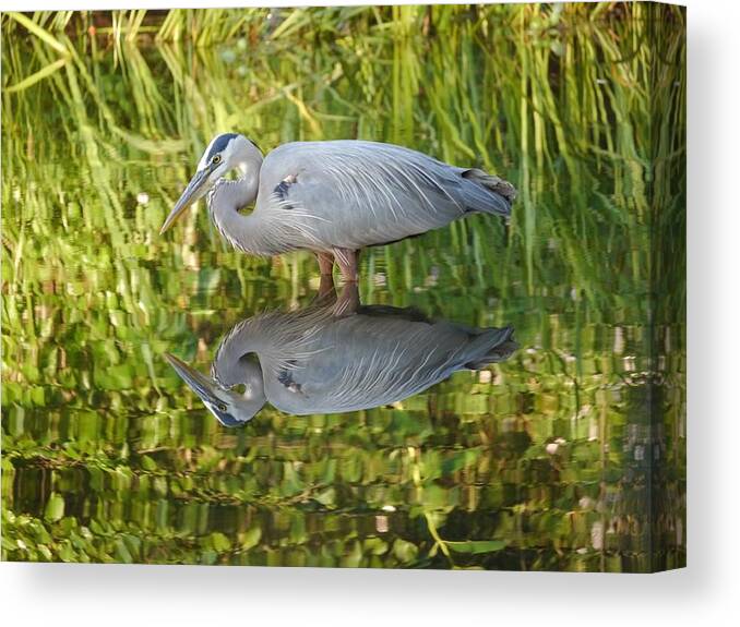 Jane Ford Canvas Print featuring the photograph Heron's Reflection by Jane Ford