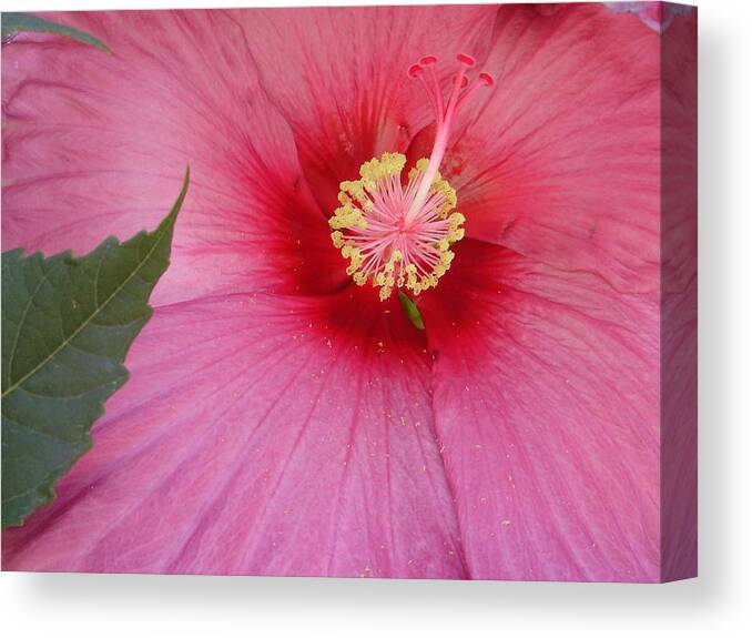 Hibiscus Canvas Print featuring the photograph Hibiscus by Anjel B Hartwell